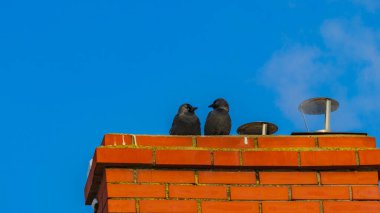 Bacada oturan iki kuş. Corvus monedula