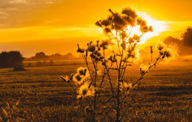 Polonya 'daki hasattan sonra tarlada güneş batıyor.