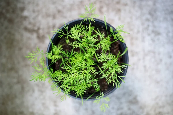 Dill growing in pot in garden or at balcony. Growing herbs at home concept