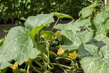 Bahçede büyüyen çiçekli kabak bitkisi.