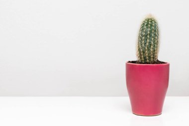 Raftaki kaktüs bitkisi beyaz duvara karşı metin için kopyalama alanı ile.