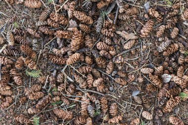 Çam kozalakları ormandaki arka planda