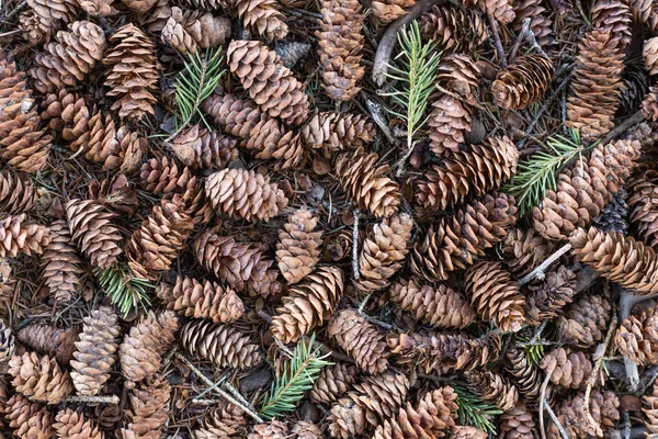 Pine Cones Textured Background Forest — Stock Photo, Image