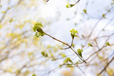 Ağaçların dalları mavi gökyüzüne karşı büyüyen yeşil yapraklar. Parkta ilkbahar.