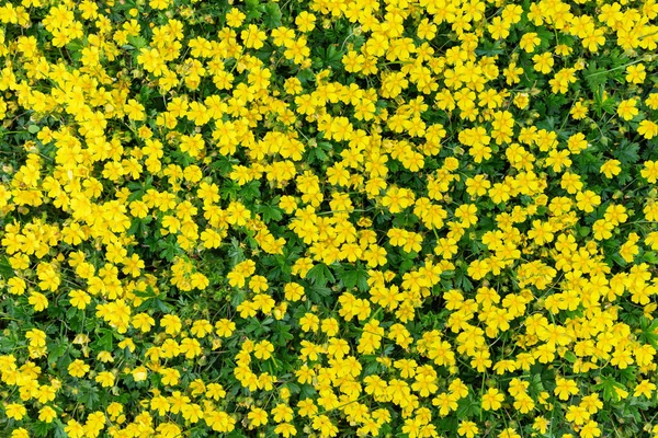 Muitas Pequenas Flores Prado Amarelo Com Fundo Folhas Verdes Moldura — Fotografia de Stock