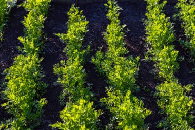 Sebze yatağında havuç yetişiyor. Halk parkında halk bahçesi. Bir çiftlikte ya da arka bahçede yiyecek yetiştirmek..