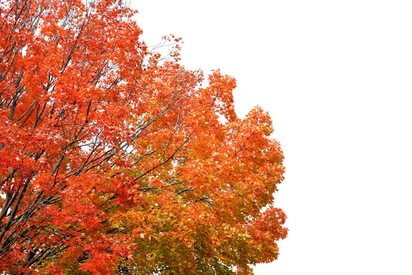 Herbstbaum Isoliert Auf Weißem Hintergrund Mit Kopierraum Auf Der Seite — Stockfoto