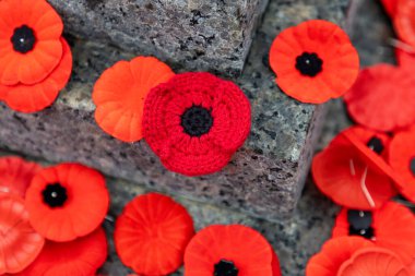 Kanada Anma Günü kırmızı gelincik çiçekleri.