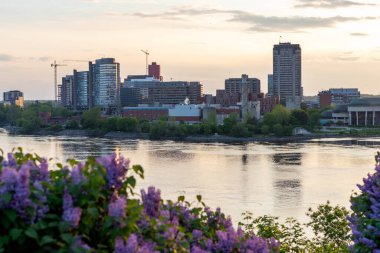 Ottawa Nehri ve Kanada 'nın Quebec kentindeki Gatineau şehri. Baharda şehir manzarası, gün batımında çiçek açan leylaklar..