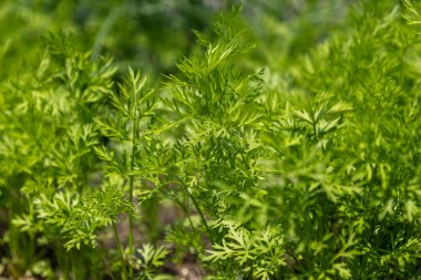 Bahçede yetişen yeşil havuç yaprakları