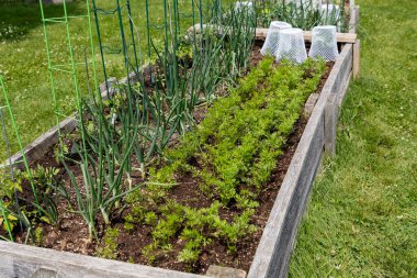 Çeşitli mahsulleri olan taze sebze bahçesi. Tahta fidanlıkta yetişen havuç ve soğan.