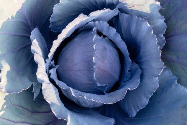 Kırmızı lahana kafalı üst görüş, kapat. Bahçede yetişen mor yapraklı sebzeler.