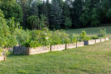 Yaz boyunca halk bahçesinde bahçıvanlık yaptım. Parkta sebze arsaları