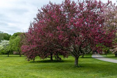 Ottawa, Kanada 'da ilkbaharda şehir parkında çiçek açan pembe yaban elması ağaçları.