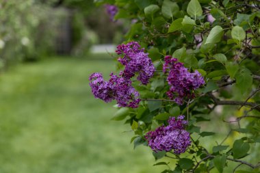 Parkta mor leylak çiçekleri. Kanada, Ottawa 'daki Süs Bahçeleri' nde ilkbahar çiçekleri açıyor.