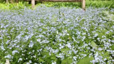 Tahta çitlerin yanındaki bahçede açan unutma beni..
