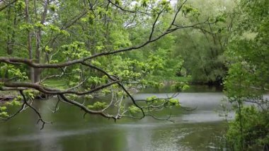 Parkta rüzgarlı bir gün, bahar mevsiminde gölet ve yeşil ağaçlar. Nehir suyunun üzerindeki ağaç dalı