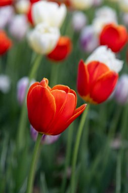 Baharda lale tarlası. Bahçede çiçekler açar.