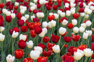 Kırmızı ve beyaz lalelerin arka planı mevsimlik park çiçeklerinde çiçek açıyor. Bahar bahçesinde çiçekler. Ottawa, Kanada 'da lale festivali.