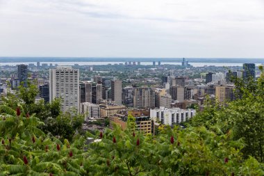 Mount Royal Park, Kanada 'dan Montreal silueti. Yeşil önplanlı şehir manzarası