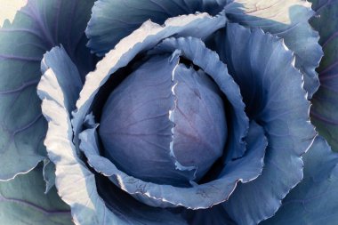 Kırmızı lahana kafa, yaklaş, yaklaş. Bahçede yetişen mor yapraklı sebzeler.