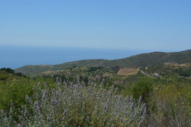 yemyeşil tepeler ufka doğru uzanıyor, canlı mor kır çiçekleriyle benekli. Sakin okyanus berrak mavi gökyüzünün altında parlıyor, huzurlu ve huzurlu bir ortam yaratıyor..