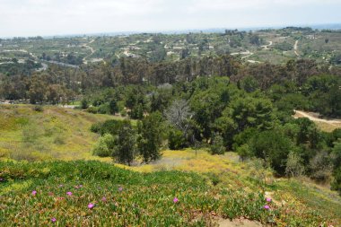 Nefes kesen bir manzara, yeşil ağaçlar ve renkli kır çiçekleriyle kaplı bir yamacı yakalıyor. Bulutlu bir gökyüzünün altında sürünen patikalar, keşif ve sükuneti davet ediyor..