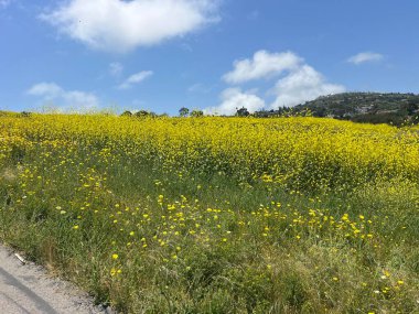Canlı sarı kır çiçekleri, açık mavi gökyüzüne uzanan bir yamacı örtüyor. Güneş bu sakin kırsal bölgede parıldarken, bulutlar yukarda süzülüyor..