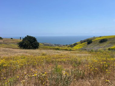 Altın kır çiçekleri, yemyeşil yemyeşil ve uçsuz bucaksız mavi okyanusla harmanlanmış güneşli tepeler boyunca uzanır. Huzurlu bir kıyı manzarası sükuneti ve huzuru davet eder.