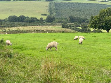 Bir grup koyun manzaralı bir arazide canlı yeşil çimlerle huzur içinde otluyor. Yuvarlanan tepeler ve ağaçlar bulutlu bir günde doğanın güzelliğini ön plana çıkaran sakin bir zemin oluşturur..