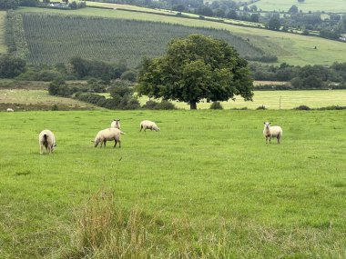 Huzurlu bir çayırda, birkaç koyun büyük bir ağacın altında canlı yeşil çimenlerde huzur içinde otlar. Huzurlu manzara, uzaktaki tepeleri olan kırsaldaki tipik bir öğleden sonrayı yansıtıyor..
