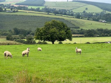 Sakin bir kırsal alanda, birkaç koyun canlı yeşil bir alanda huzur içinde otluyor. Yakınlarda gururla duran büyük bir ağaç, uzaktaki yuvarlanan tepeleri tamamlıyor.