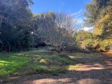 Sonbahar günışığında, çıplak dalları olan yalnız bir ağacı gözler önüne seren sakin bir koruluk. Toprağı yemyeşil çimenler kaplar, açık mavi gökyüzüne karşı..