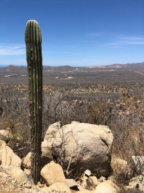 Uzun bir kaktüs kayalık bir yamaçta belirgin bir şekilde yükselir ve aşağıdaki genişleyen çöle nefes kesici bir manzara sunar. Güneş bulutsuz bir gökyüzünde parlıyor, doğal güzelliği vurguluyor..
