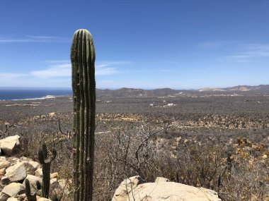 Uzun bir kaktüs, uzak dağlarla karşılaşmak için uzanan engin bir çöl sahnesine gururla karşı koyar. Parlak mavi gökyüzü, yeryüzünün toprak tonlarıyla ve kıyı şeridiyle çok güzel tezat oluşturuyor..