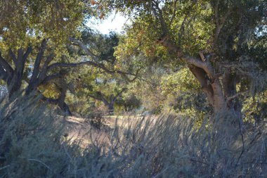Güneş ışığı, sakin bir koruluktaki görkemli ağaçların yapraklarından süzülür. Yeşilliğin yumuşak hışırtısı ve doğanın yumuşak sesleri bir gezinti için rahatlatıcı bir atmosfer yaratır..