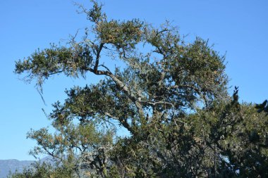 Etkileyici bir meşe ağacı açık mavi bir gökyüzüne karşı dimdik durur, dalları yeşil yapraklarla süslenir. Flora 'nın etrafını sarmak, bu huzurlu açık hava sahnesinin sükunetine huzur katıyor. Düşüncelere daldırıyor..