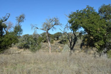 Açık mavi gökyüzünün altında güneşlenen, uzun ağaçların çalıların ve kuru otların arasına dağıldığı huzurlu bir manzara, ziyaretçileri doğayla bağ kurmaya davet ediyor..