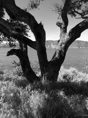 Genişleyen dalları olan büyük bir ağaç parlak bir gökyüzünün altında sakin sulara doğru eğilir. Etrafı yemyeşil otlarla çevrili, sessiz bir yansıma ve doğa ile bağlantı için sakin bir yer sunuyor..