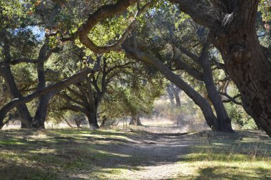 Sakin bir patika, görkemli ağaçların yoğun bir koruluğunda dolaşır. Geniş dalları doğal bir tepe örtüsü oluşturur. Güneş ışığı yaprakların arasından süzülür, yere yumuşak gölgeler bırakır..