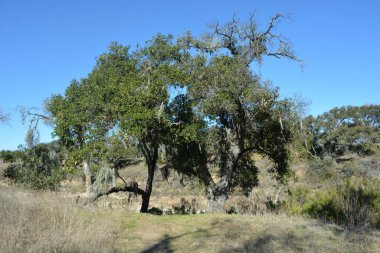 Huzurlu bir doğal ortamda, iki büyük meşe ağacı, parlak mavi bir gökyüzünün altında, kuru çimenler ve nazik tepelerle çevrili olarak sahneye hakim oluyor. Huzur, keşfi davet eder..
