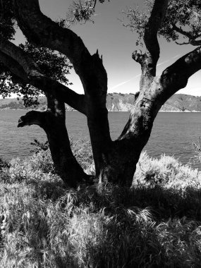 Görkemli ağaç dalları zarif bir şekilde gökyüzüne doğru uzanır ve uzak tepelerle dolu sakin bir körfezi çerçeveler. Güneş ışığı yemyeşil çimenlerin üzerine yumuşak gölgeler düşürür ve huzurlu bir atmosfer yaratır..