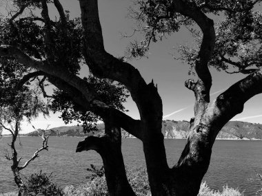 Eski bir ağacın dalları engebeli uçurumlar ve uzak tepelerle çevrili sakin suların üzerinde dramatik bir şekilde uzanıyor. Sahne, doğanın huzurlu bir anını yakalar..