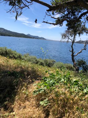 Huzurlu bir sahnede canlı yeşil bitkiler ve ağaçlarla çevrili parıldayan bir göl sergileniyor. Uzak dağlar berrak mavi gökyüzünün altında yükselir, sakin bir açık hava kaçışı yaratır..