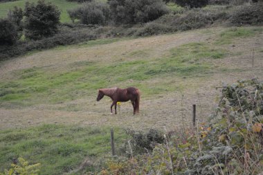 Kahverengi bir at, yumuşak tepeler ve ağaçlarla çevrili geniş yeşil bir alanda sessizce otlar. Sakin atmosfer bir sakinlik ve doğa ile bağlantı hissi uyandırıyor..