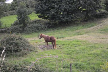 Dingin yeşil bir çayırda sakince otlayan kahverengi bir atla sakin bir sahne başlıyor. Çevreleyen ağaçlar, huzurlu kırsal alana zenginlik katıyor..