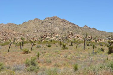 Uçsuz bucaksız bir çöl parlak mavi bir gökyüzünün altında uzanır ve arka planda kayalık tepeler sergilenir. Joshua ağaçları ve çalılar manzarayı noktalar, güzel bir doğal manzara yaratır..
