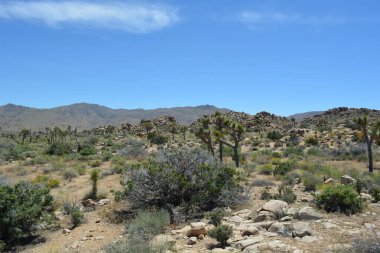 Uçsuz bucaksız çöl arazisinde mavi gökyüzünün altında çeşitli bitkiler sergileniyor. Uzakta kayalık dağlar belirir ve çarpıcı bir doğal zemin oluşturur. Gün ortası ışığı sahnenin güzelliğini arttırır..