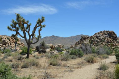 Sakin bir çölde, uzun Joshua ağaçları açık mavi gökyüzünün altında kayalık tepelere karşı yükselir. Bereketli yeşillik kurak manzaraya renk katar. Huzurlu, doğal bir vaha yaratır..