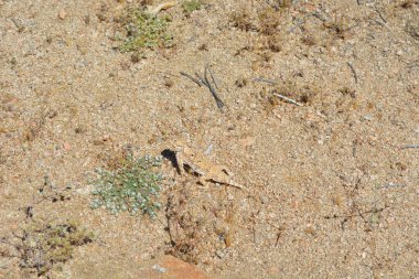 Küçük bir kertenkele kumlu zeminde duruyor, kuru ortama mükemmel uyum sağlıyor. Onu çevreleyen yeşil bitkiler sıcak güneşin altında.
